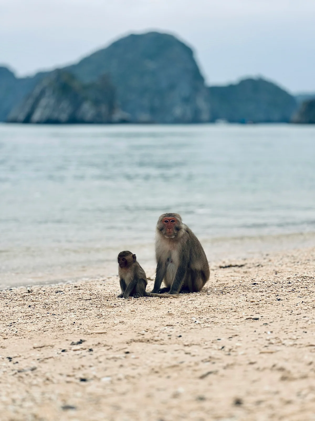 Two monkeys sit on an island beach with views of karst islands and ocean behind