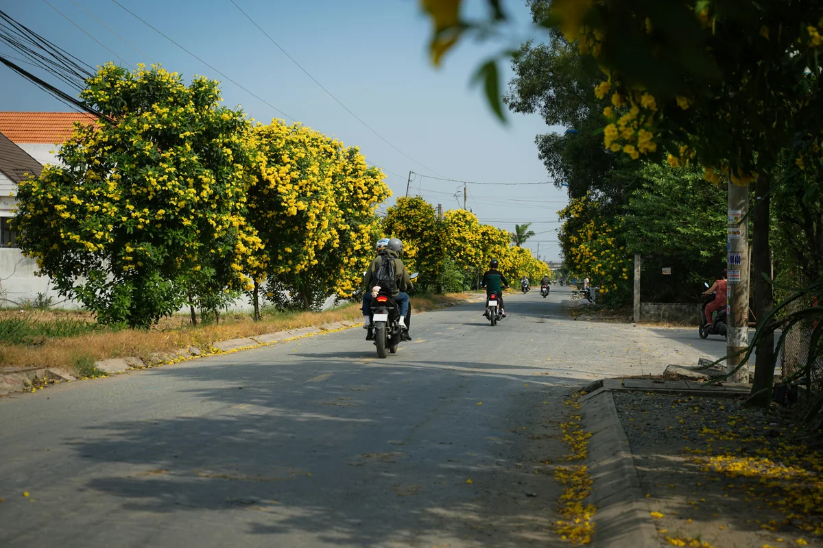 Road lined with yellow trees and people driving motorbikes