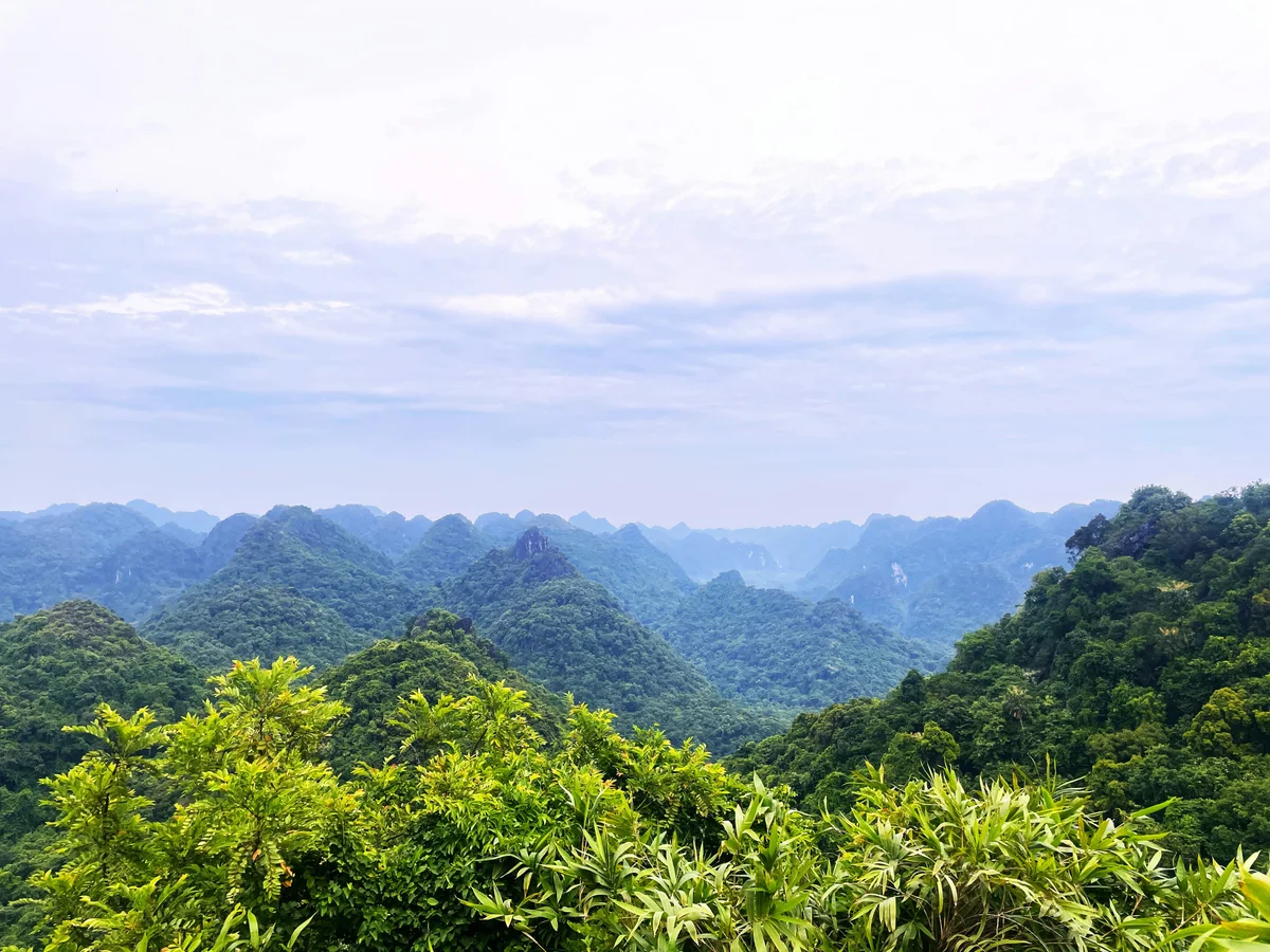 Endless forest views