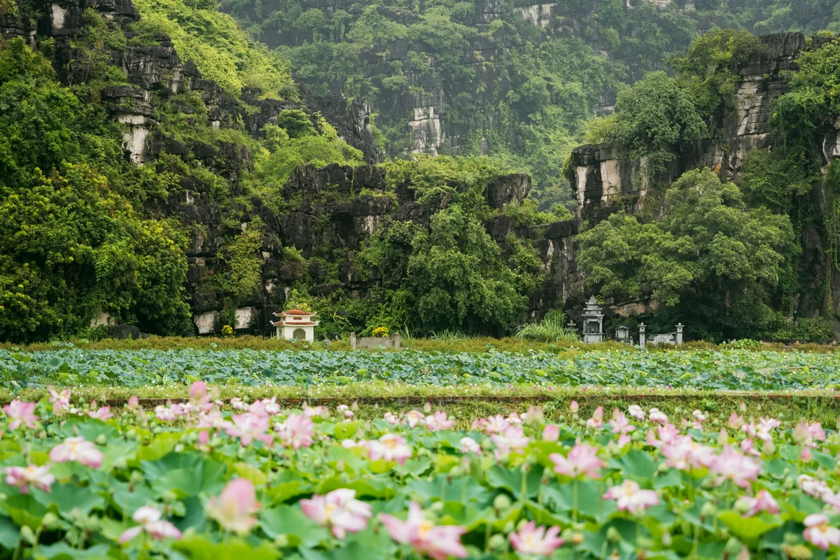 A lush green setting with lily pads and other greenery and mountains and other vegetation behind