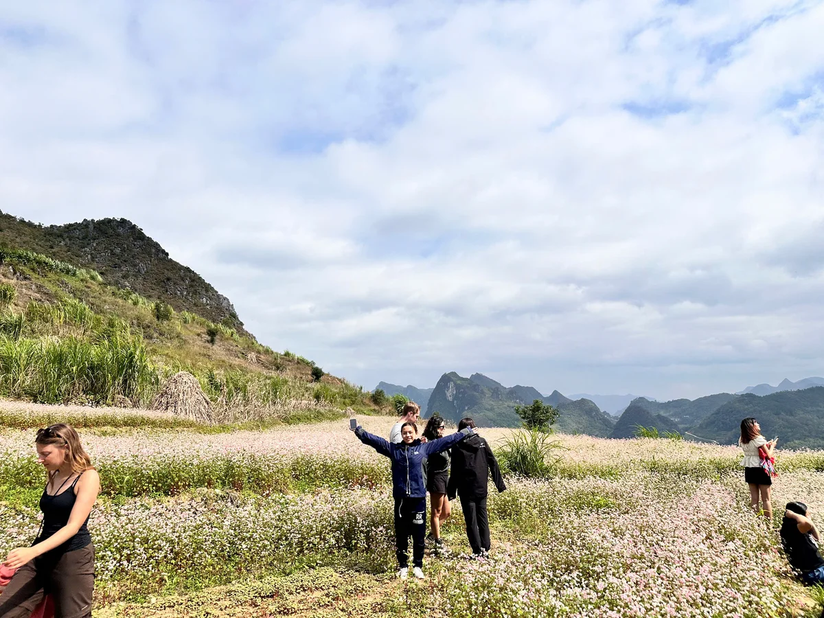 A group of people stand in the middle of a buckwheat flower field
