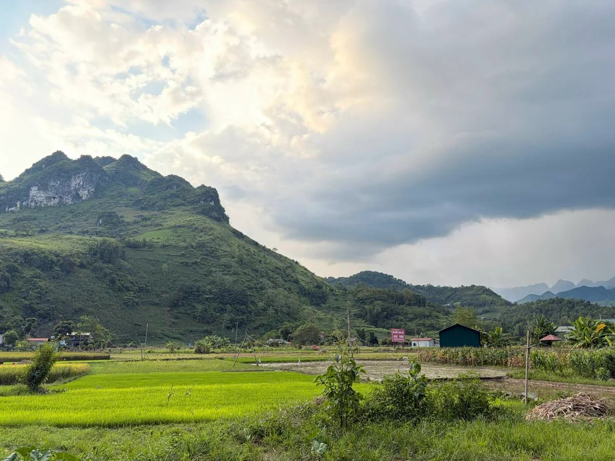 A rice field with mountain behind and dark clouds
