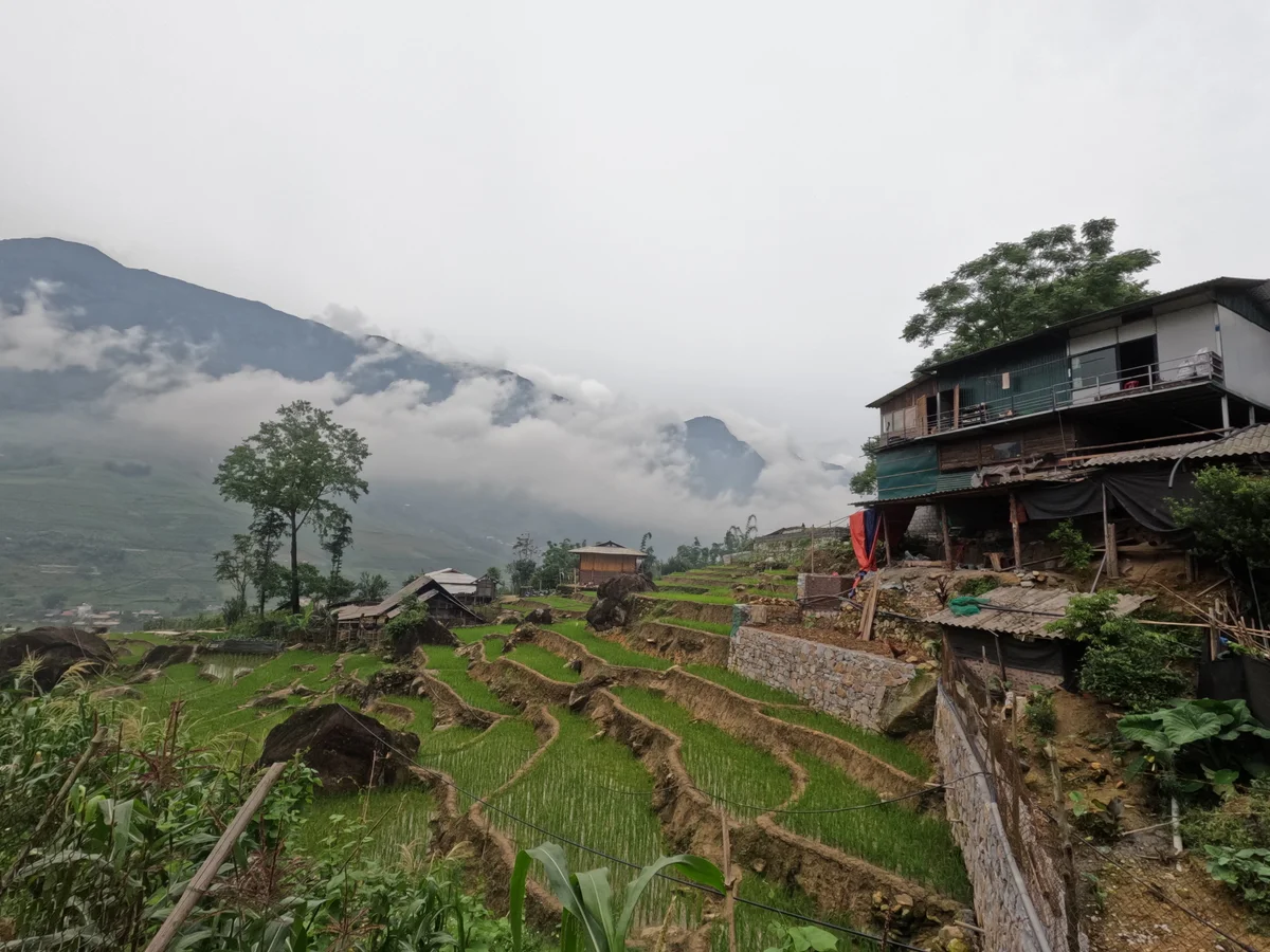 A homestay with a rice field outside and trees and misty clouds all around