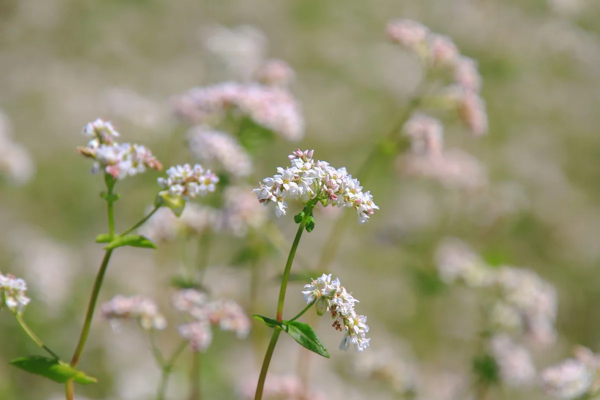 Pink and white flowers growing in a field