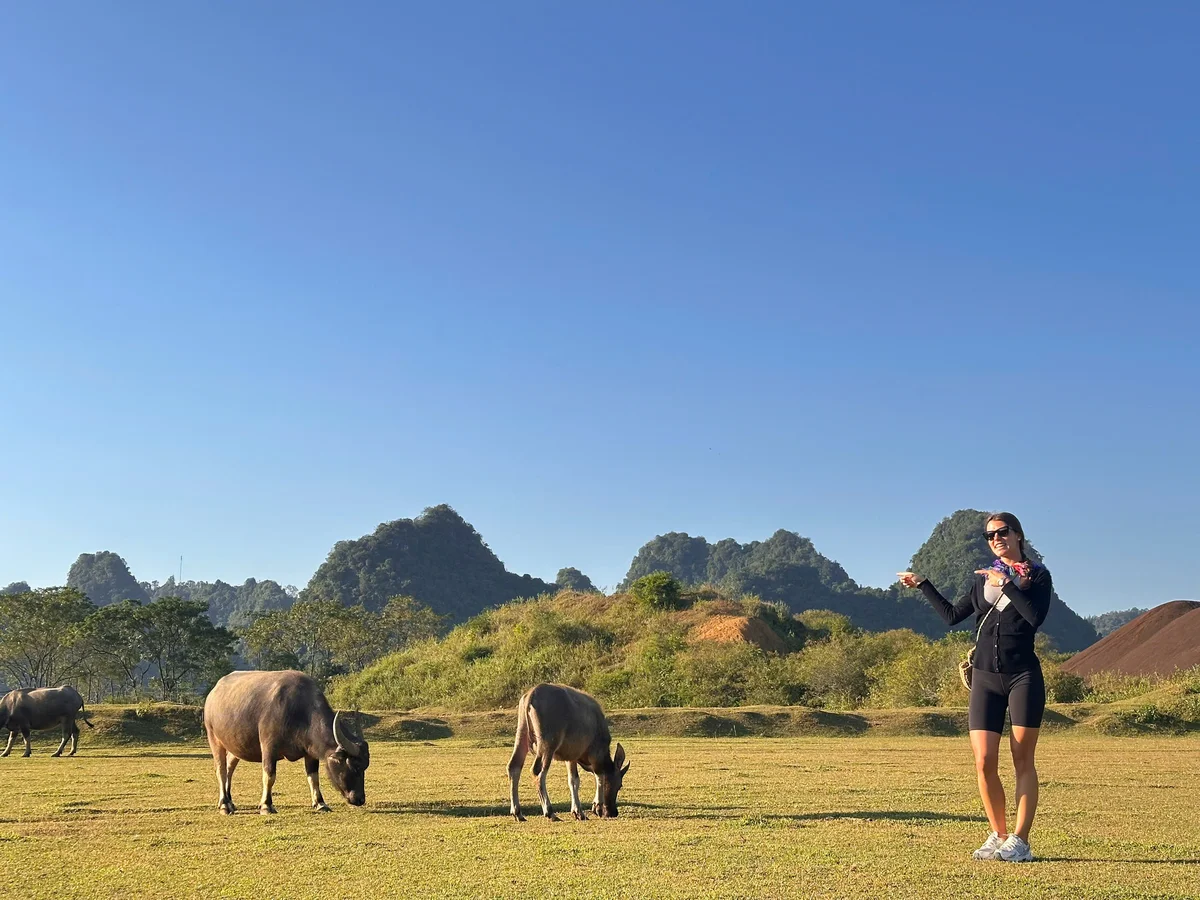 A girl in a beautiful golden field with buffalo and blue skies