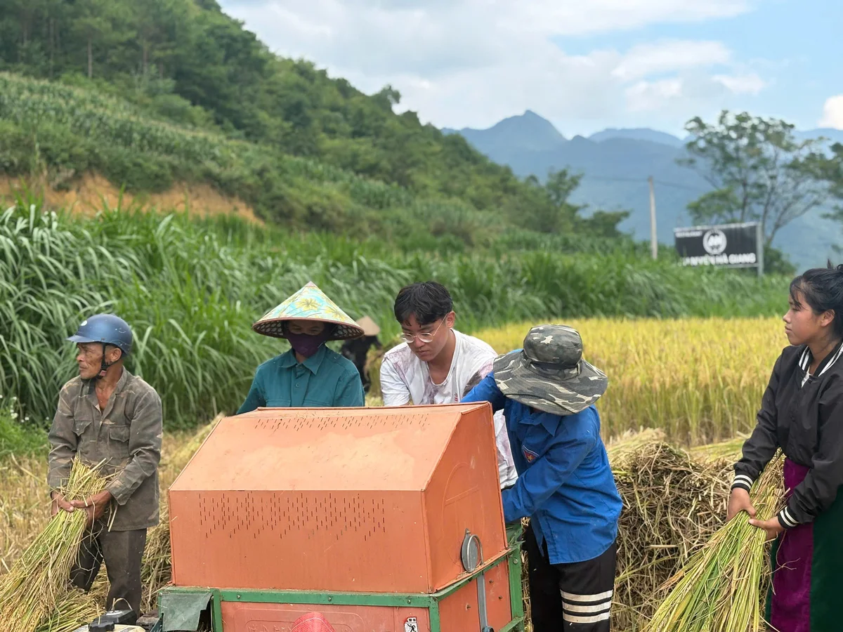 People put rice into a machine which separates the grain from the stalk