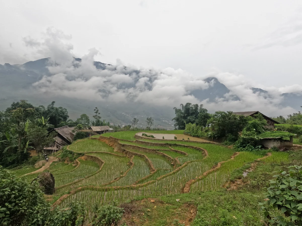Green rice fields and little wooden housing structures all around