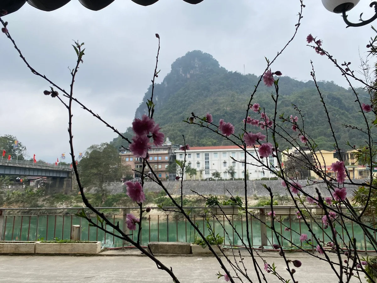 Cherry blossoms in Ha Giang City, North Vietnam