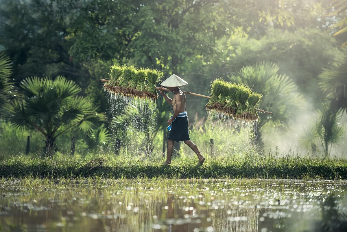 A farmer with a conical hat carries rice seedlings over his shoulder, walking in a lush, misty field. Sunlight filters through trees.