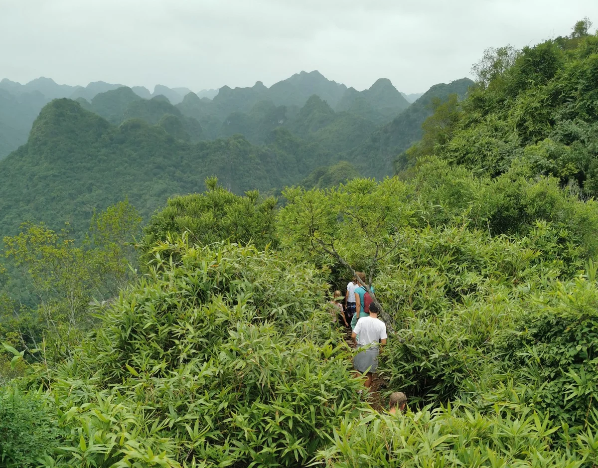 People hiking through thick jungle