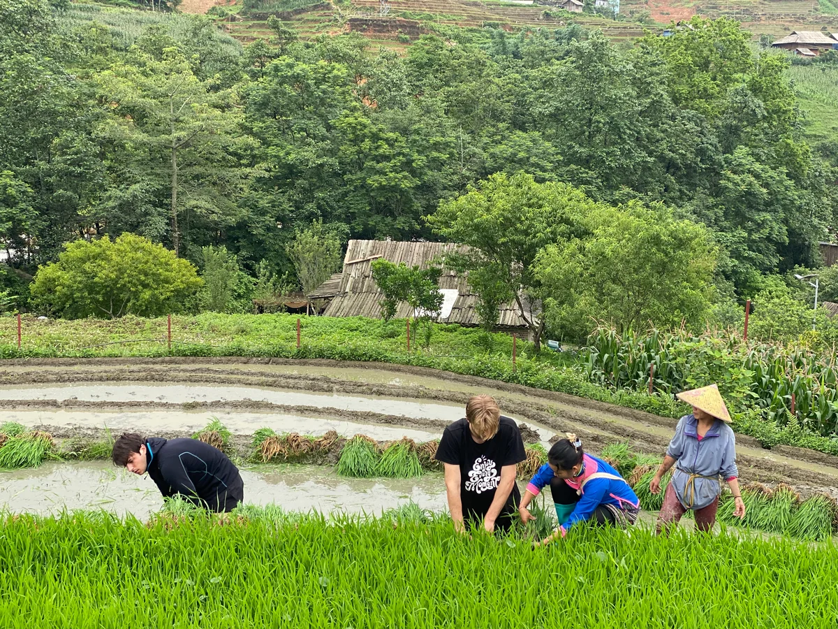 People tending to rice in rice paddy in Vietnam