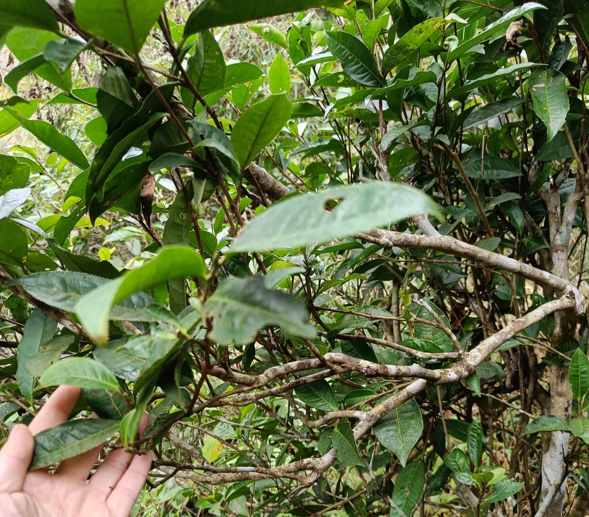 Tea leaves in Ha Giang