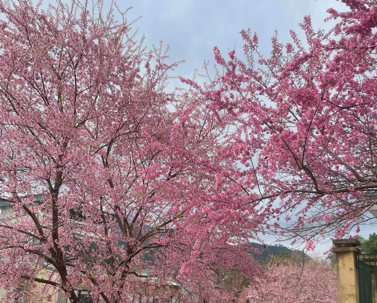 Pink cherry blossoms on trees against a blue sky. A building with a tiled roof is visible below, creating a serene and vibrant spring scene.