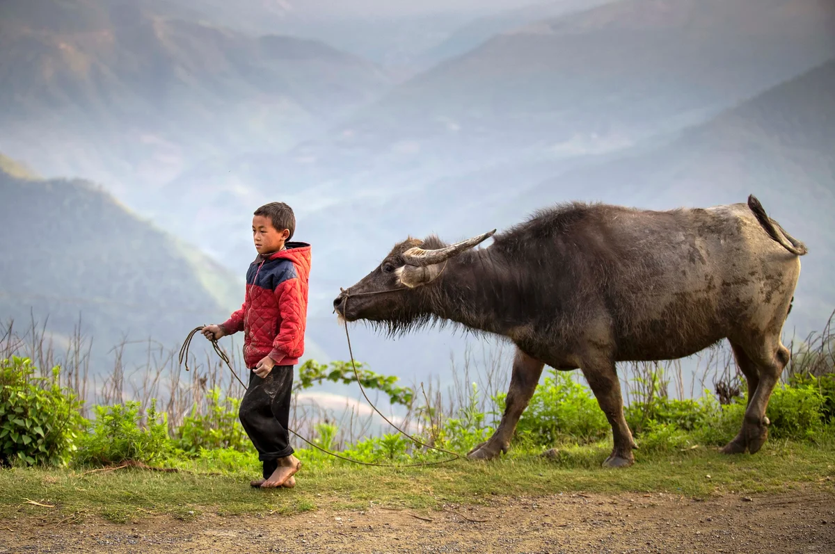 Local child and buffalo in winter on the ha giang loop