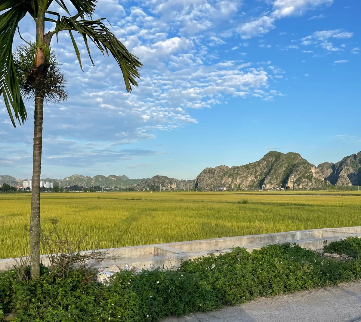 A palm tree stands by a lush green field with distant hills under a blue sky with clouds; a serene and natural landscape.