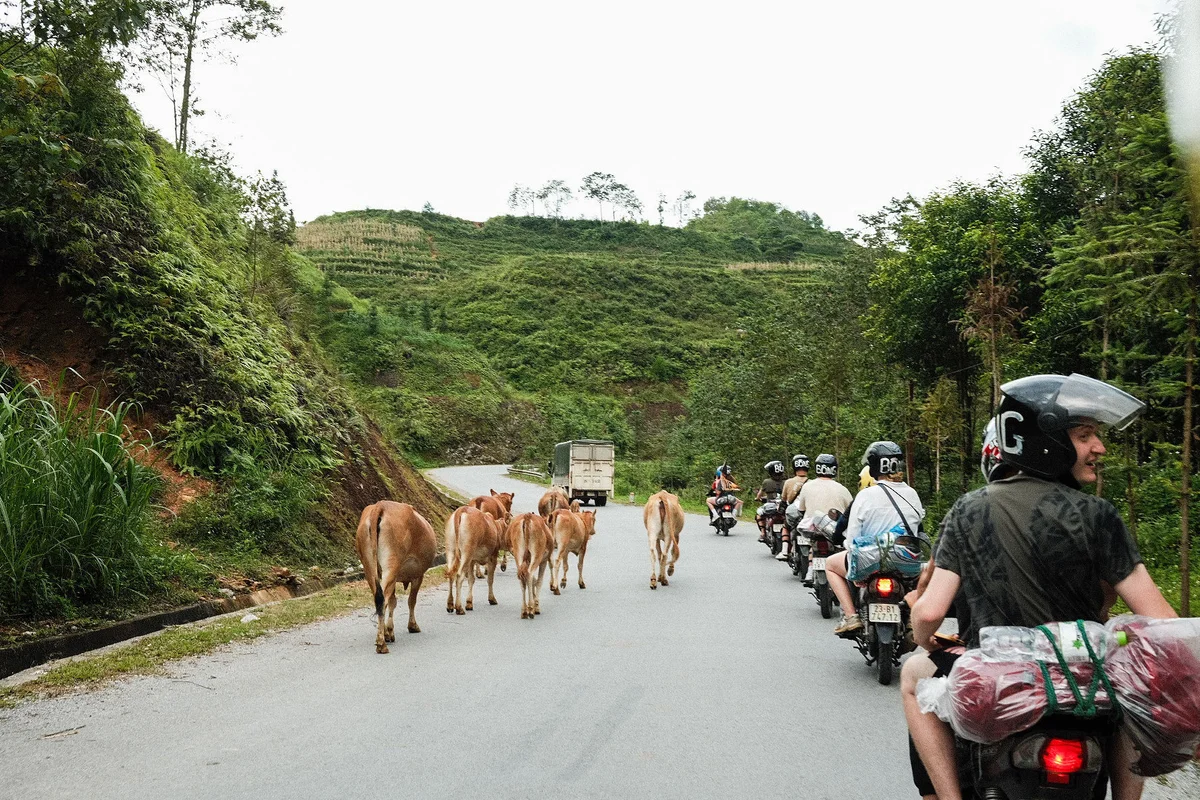 Motorcyclists ride past cows on a rural road surrounded by lush green hills. One rider smiles. Overcast sky, peaceful scene.