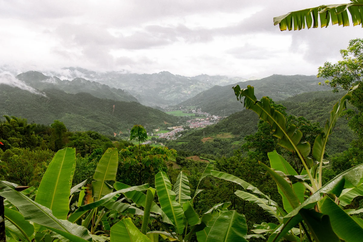 Lush green banana leaves frame a misty valley with dense forests and a distant village. Overcast sky adds a serene, calm mood.
