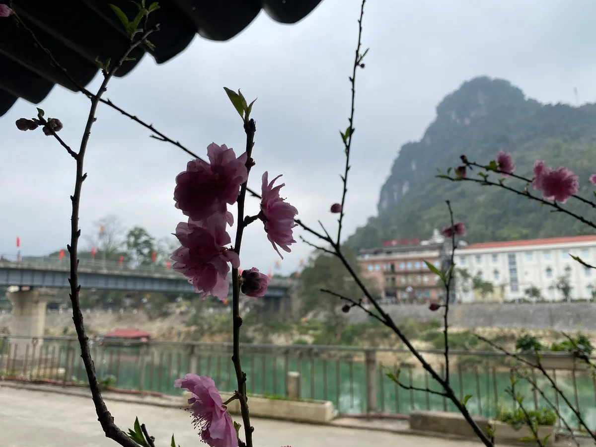 Cherry blossoms in Ha Giang City, North Vietnam