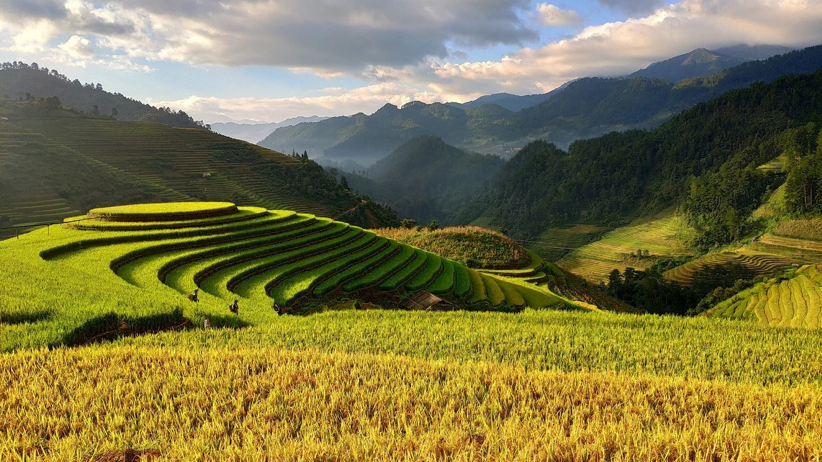 Terraced rice fields in lush green and yellow hues slope down a mountainside under a partly cloudy sky, creating a serene, pastoral scene.