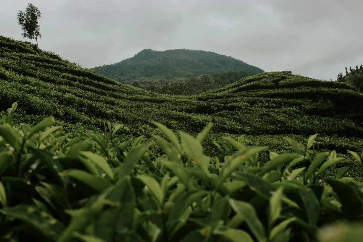 Tea plantations in Ha Giang