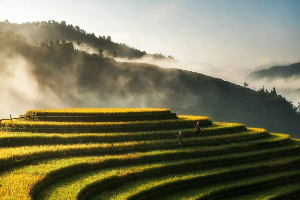 Terraced rice fields with two people walking at sunrise. Misty mountains in the background, creating a serene and picturesque setting.