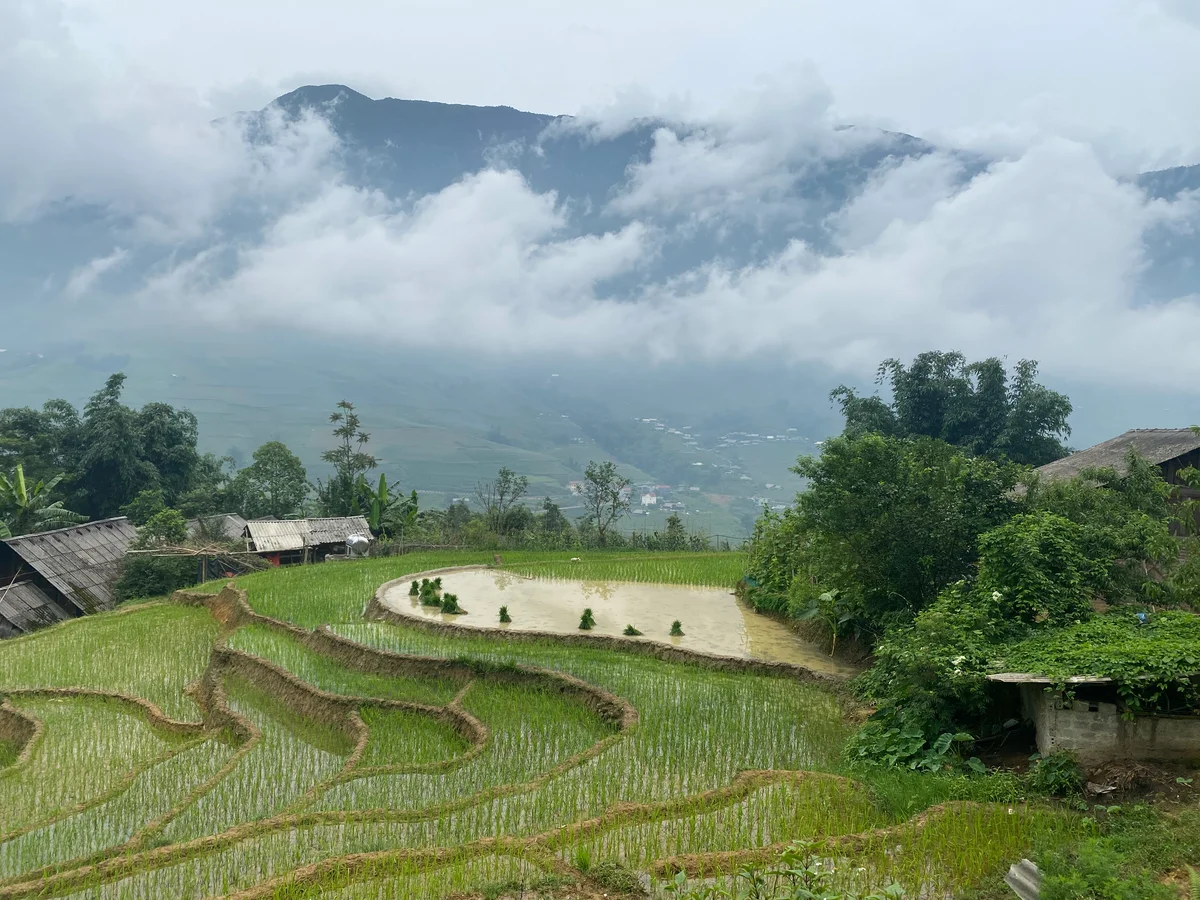 View over a rice field in Sapa with mist in the background
