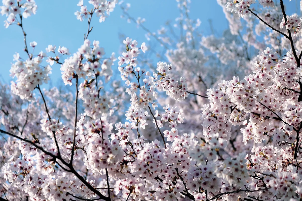 Cherry blossoms on the Ha Giang Loop in North Vietnam