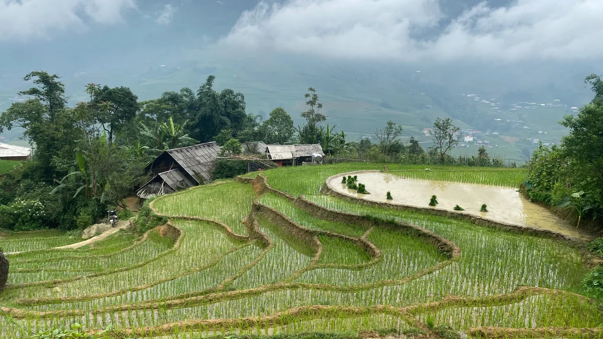 Lush terraced rice fields with scattered huts, surrounded by trees. Misty mountains in the background create a serene, peaceful mood.