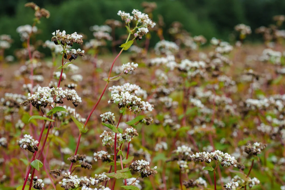 Buckwheat in a field