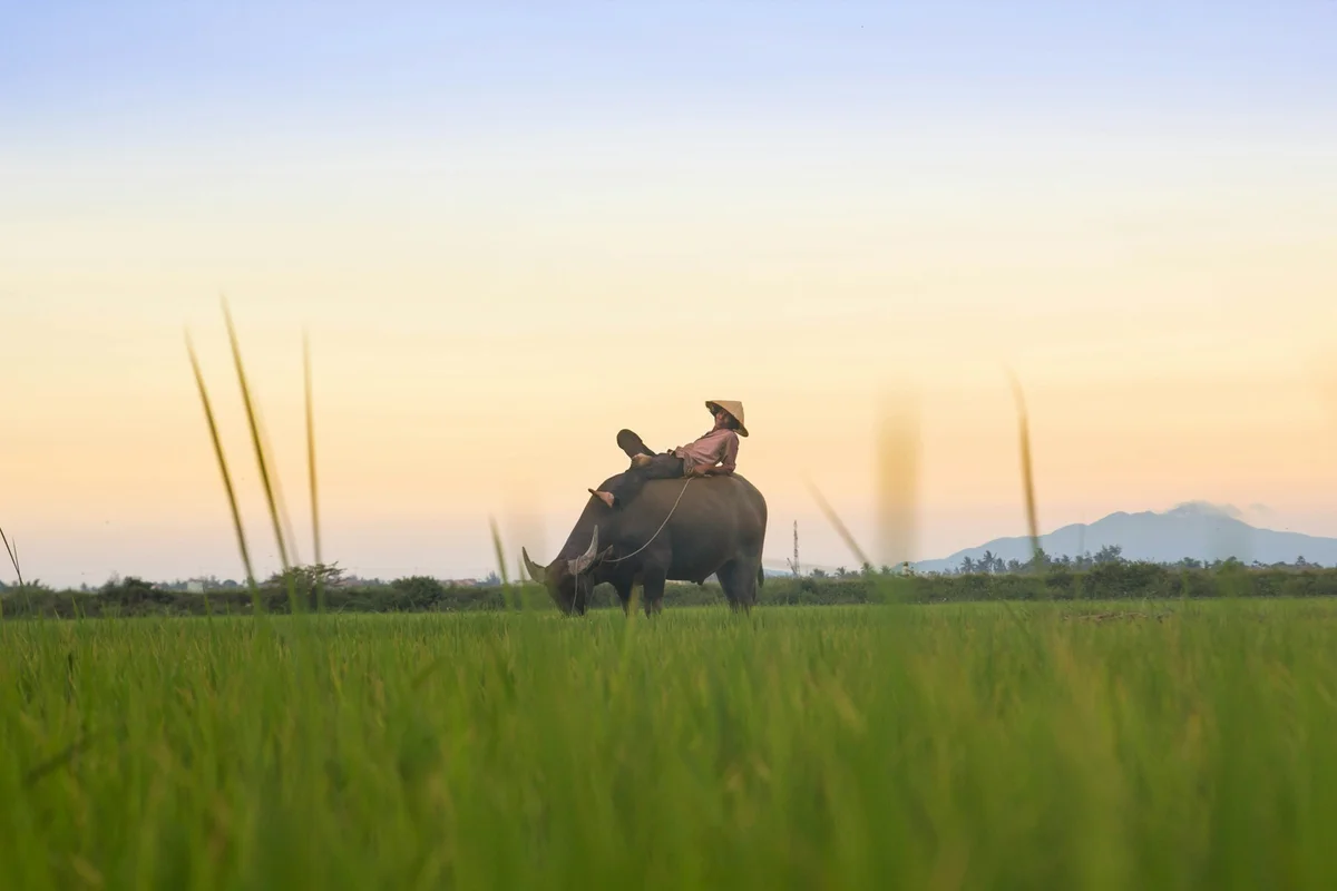 A person rests on a buffalo in a green field at sunset, with mountains in the background. The sky is a gradient of yellow to blue.
