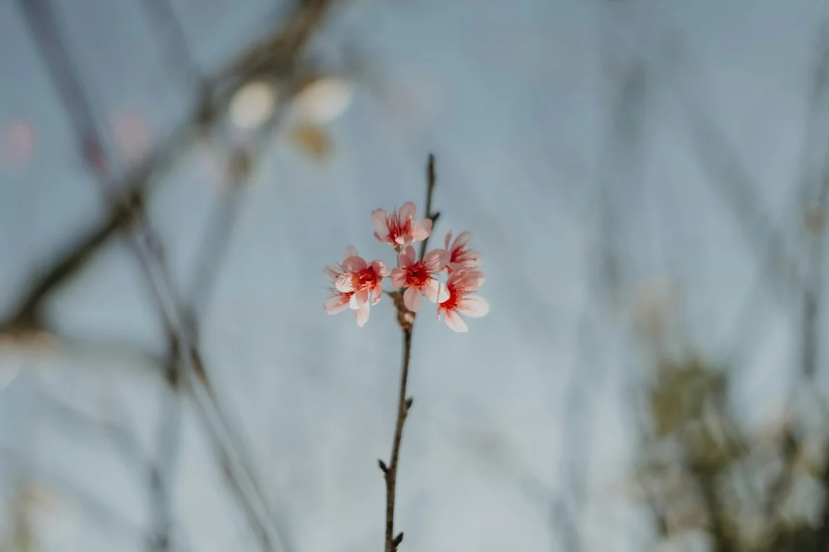 Cherry blossoms on the Ha Giang Loop in North Vietnam