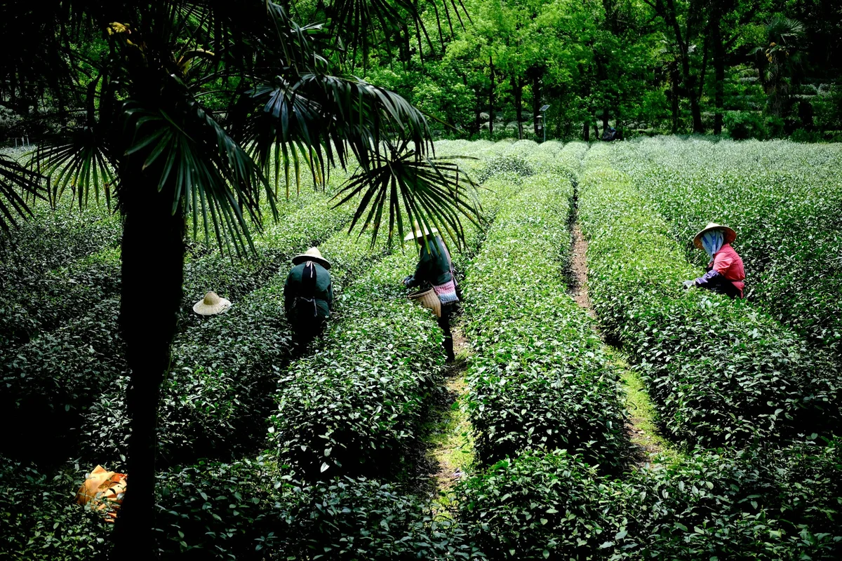 Ha Giang Loop Tea Plantations
