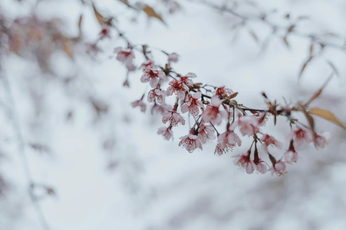 Cherry blossoms on the Ha Giang Loop in North Vietnam