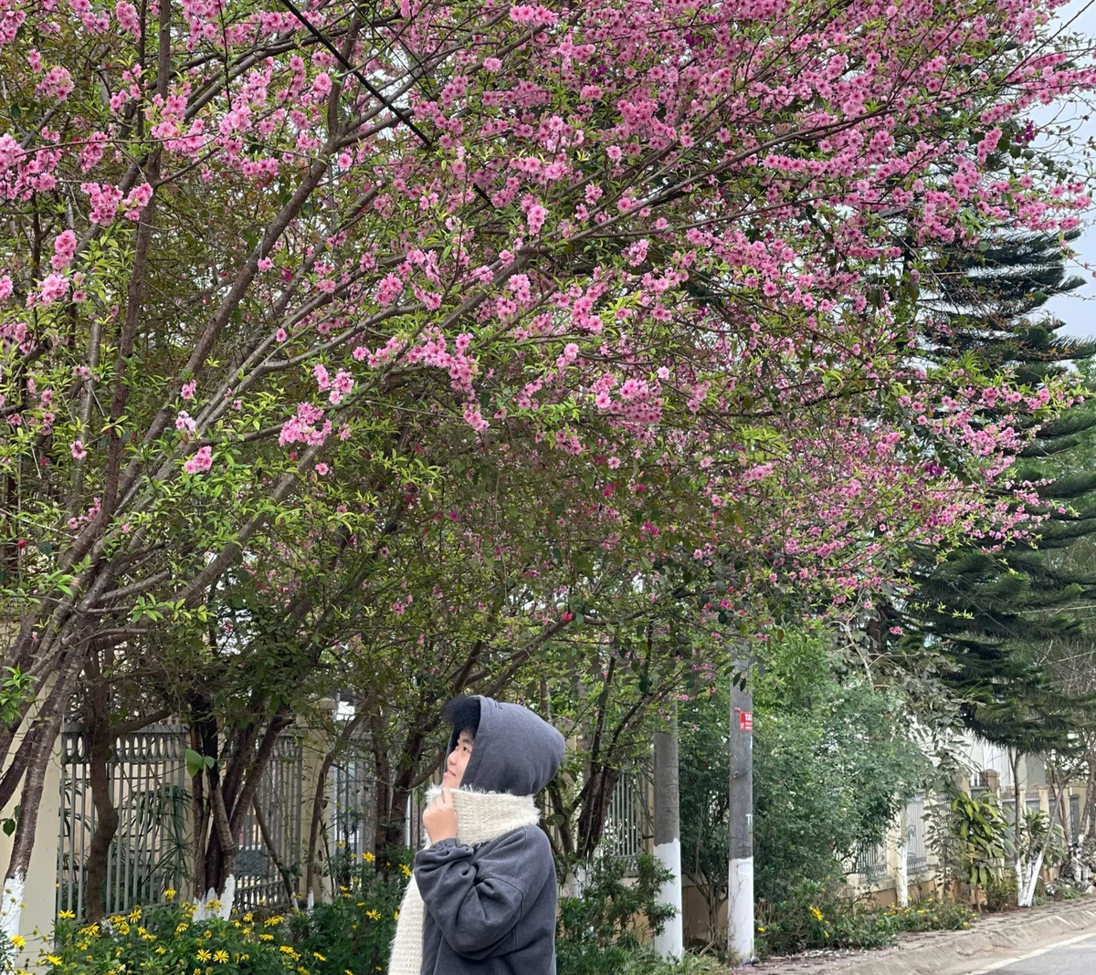 Cherry blossoms on the Ha Giang Loop in North Vietnam