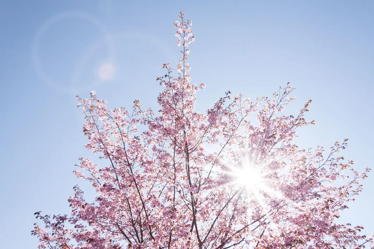 Cherry blossoms on the Ha Giang Loop in North Vietnam