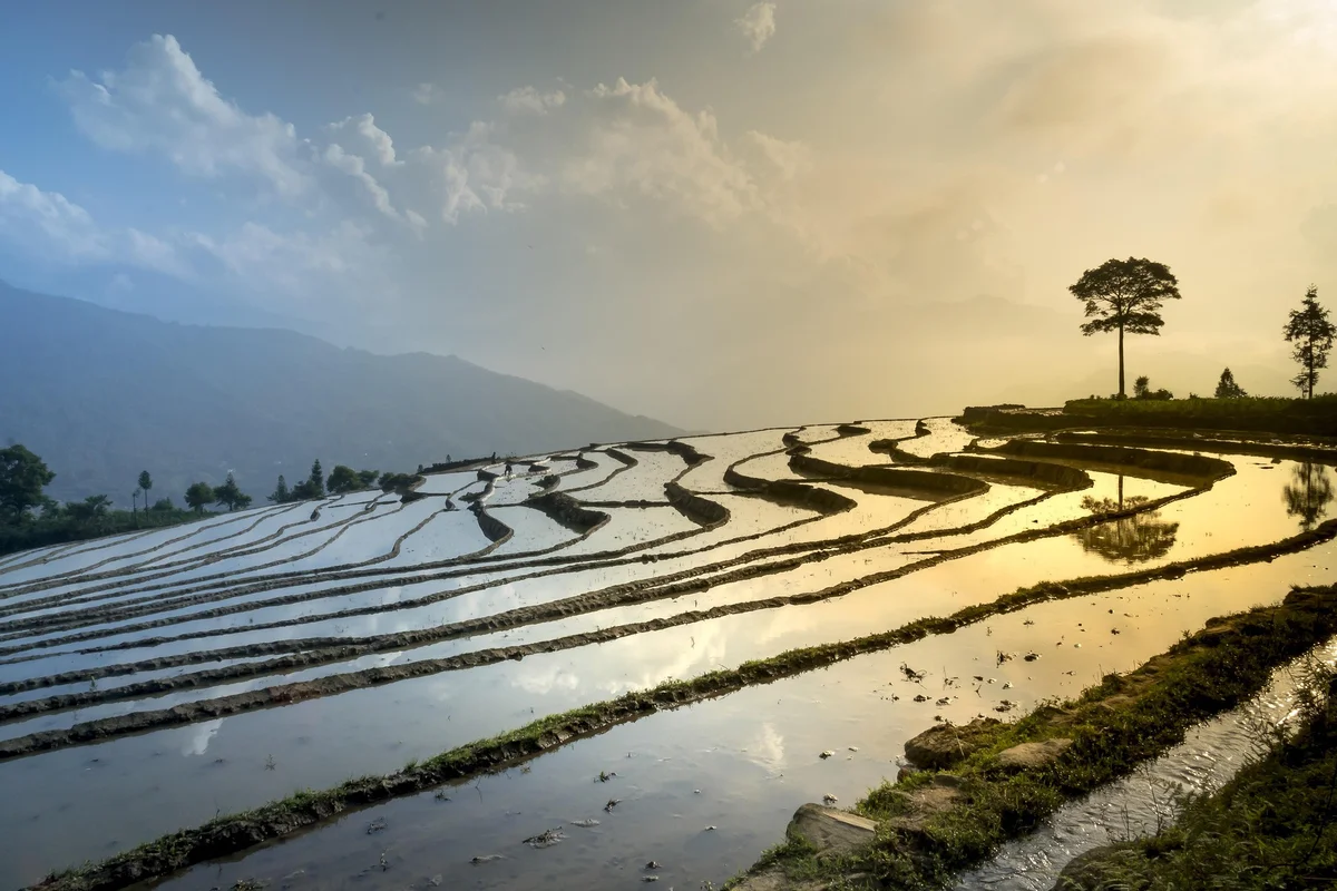 Flooded rice terraces in Sapa