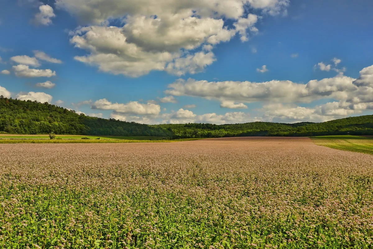 Field of buckwheat with blue sky above