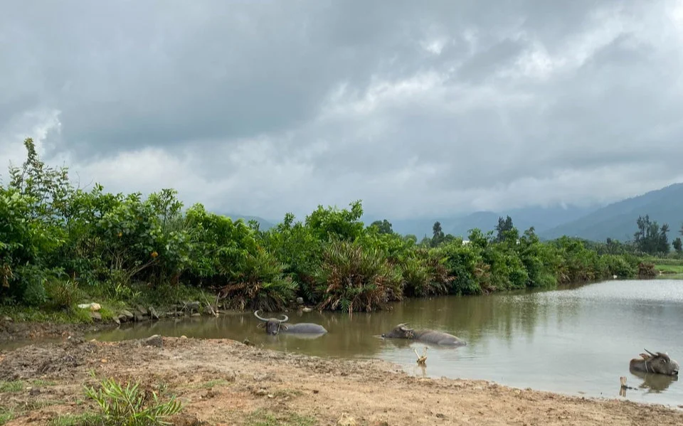 Buffalo in the river cooling down