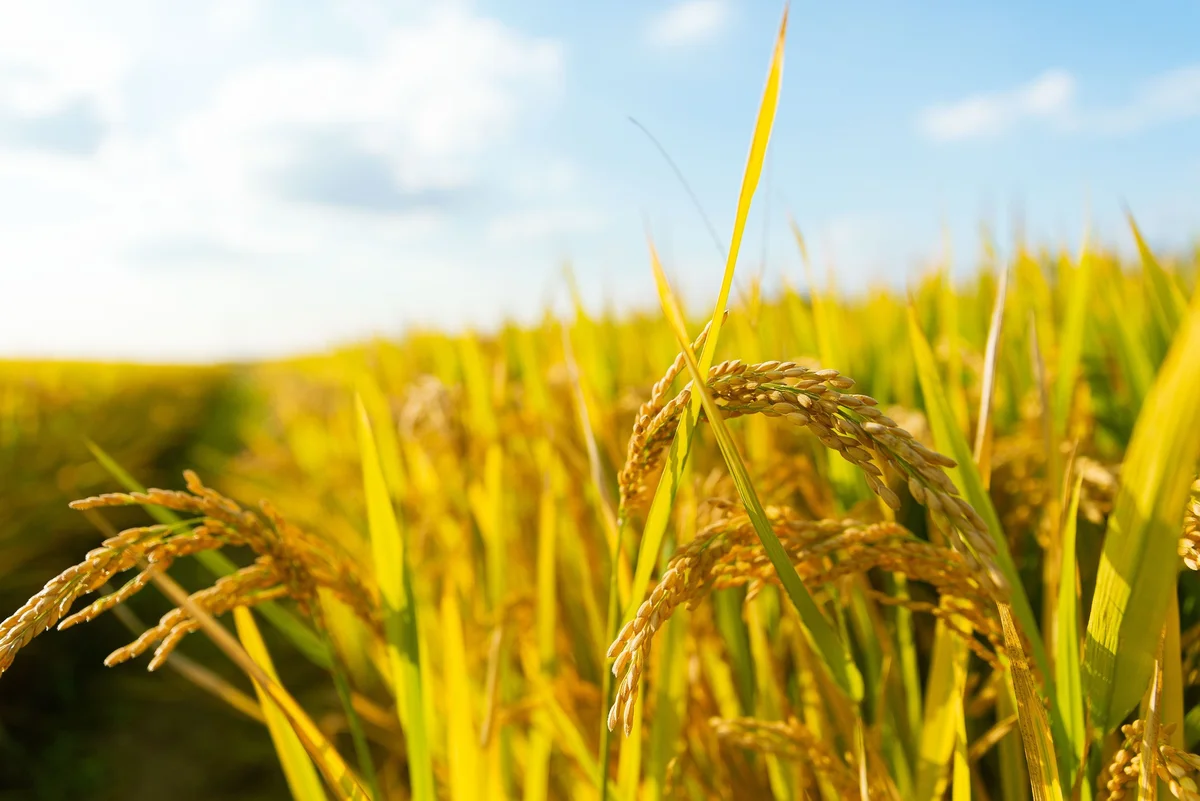 Golden rice plants in a sunlit field under a blue sky. The focus is on the ripe grains creating a serene and vibrant scene.
