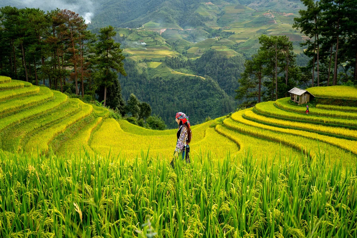 Woman in traditional dress stands in Sapa rice terraces