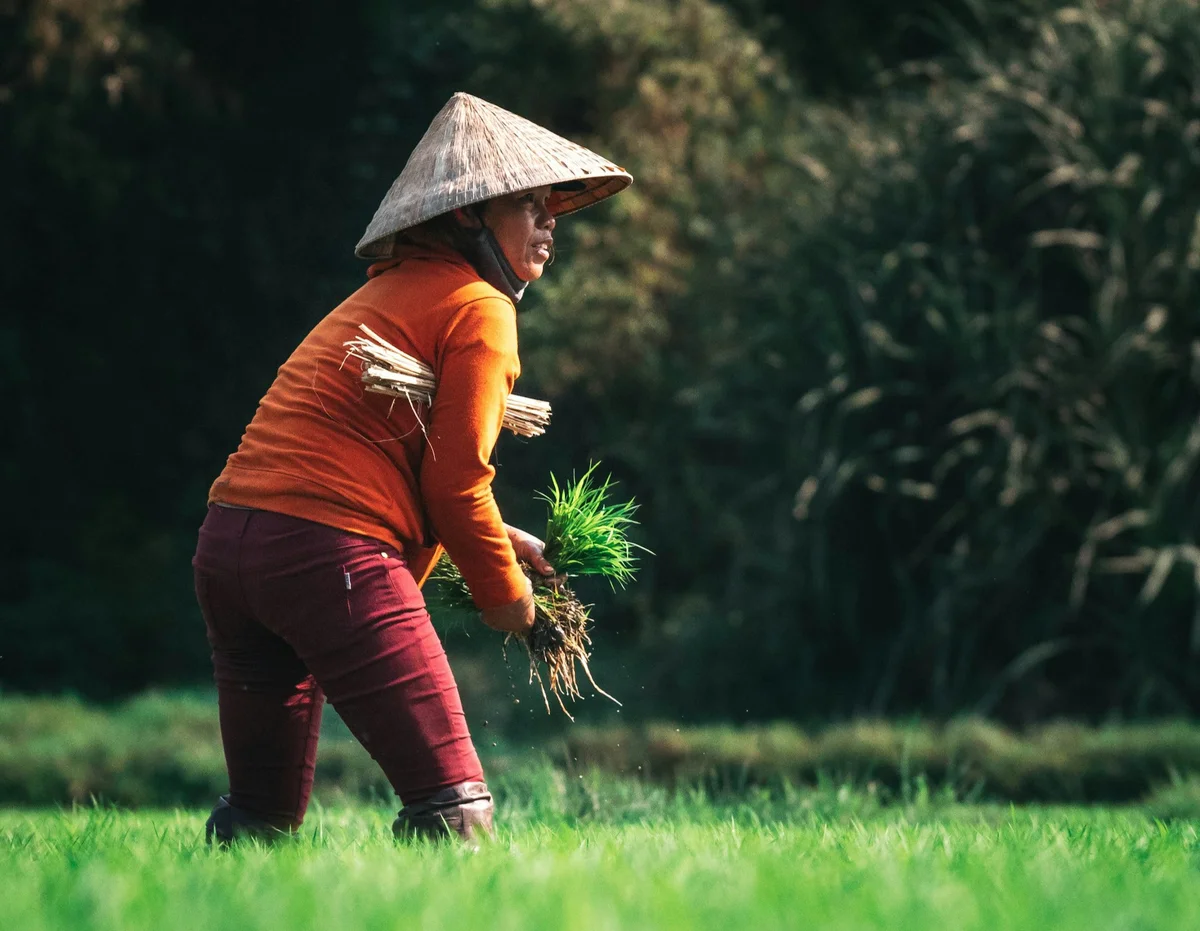 A person in an orange shirt and conical hat works in a green field, holding young plants. The background is dark with dense foliage.