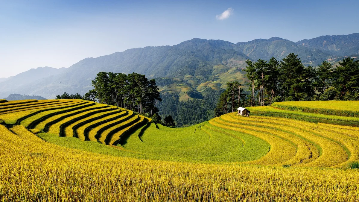 Golden terraced rice fields, bordered by trees, stretch towards distant green mountains under a clear blue sky. A small hut sits on a terrace.