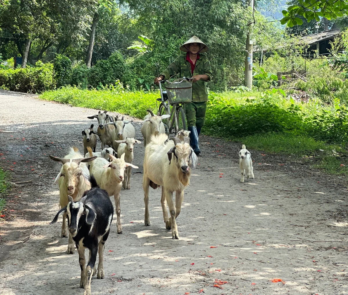 Man with bicycle leading goats in Ninh Binh