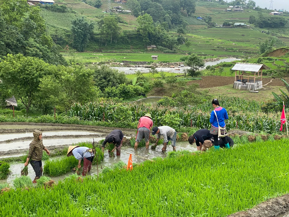 Villagers tending the fields and beginning to plant rice in Sapa