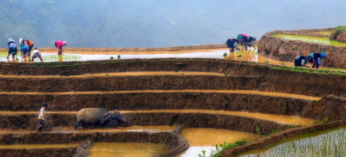 Farmers plant rice in flooded terraced fields with lush greenery. A man plows with an ox in the foreground, creating a serene scene.