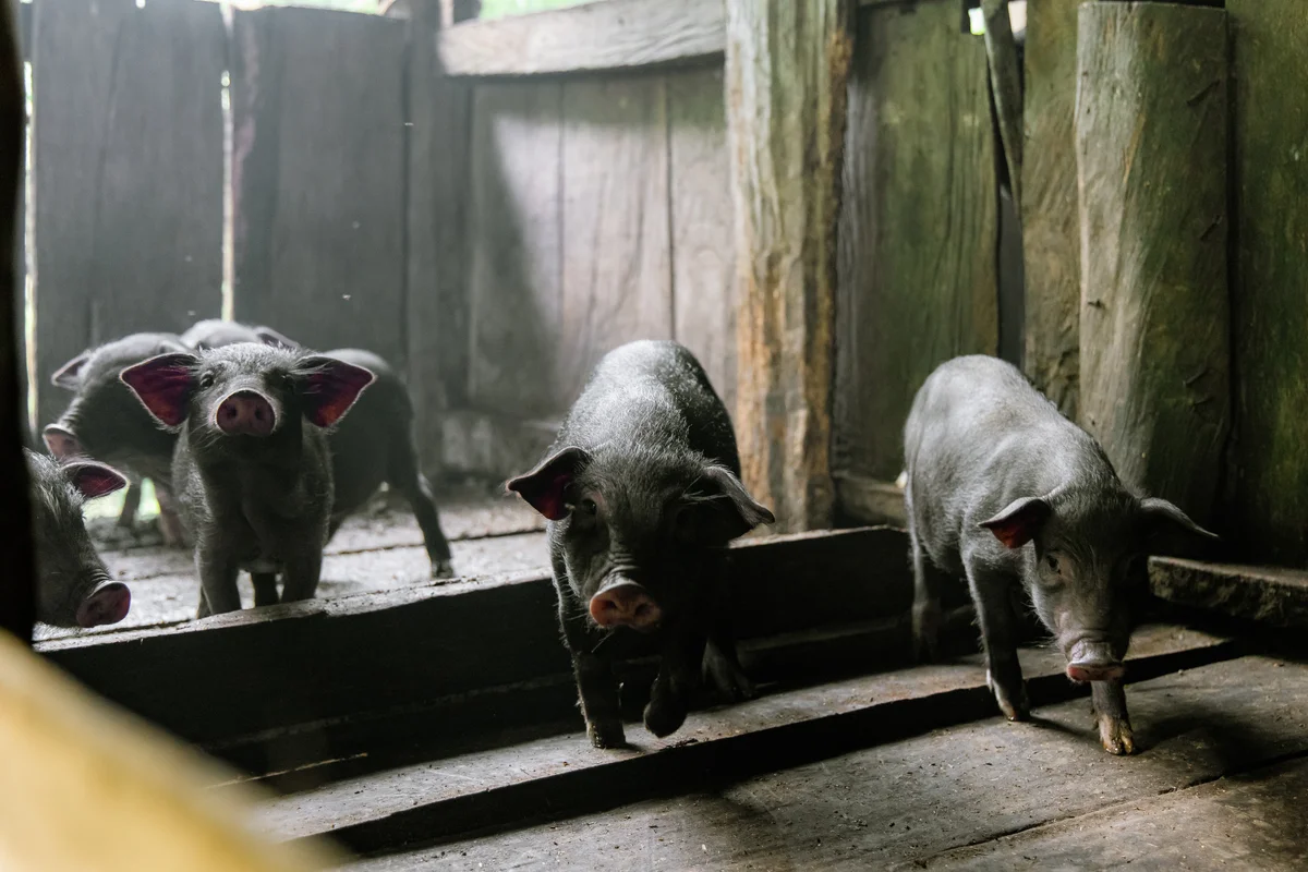 Young black pigs walking in a dimly lit wooden pen. The background features rustic wooden walls. The mood appears calm and curious.