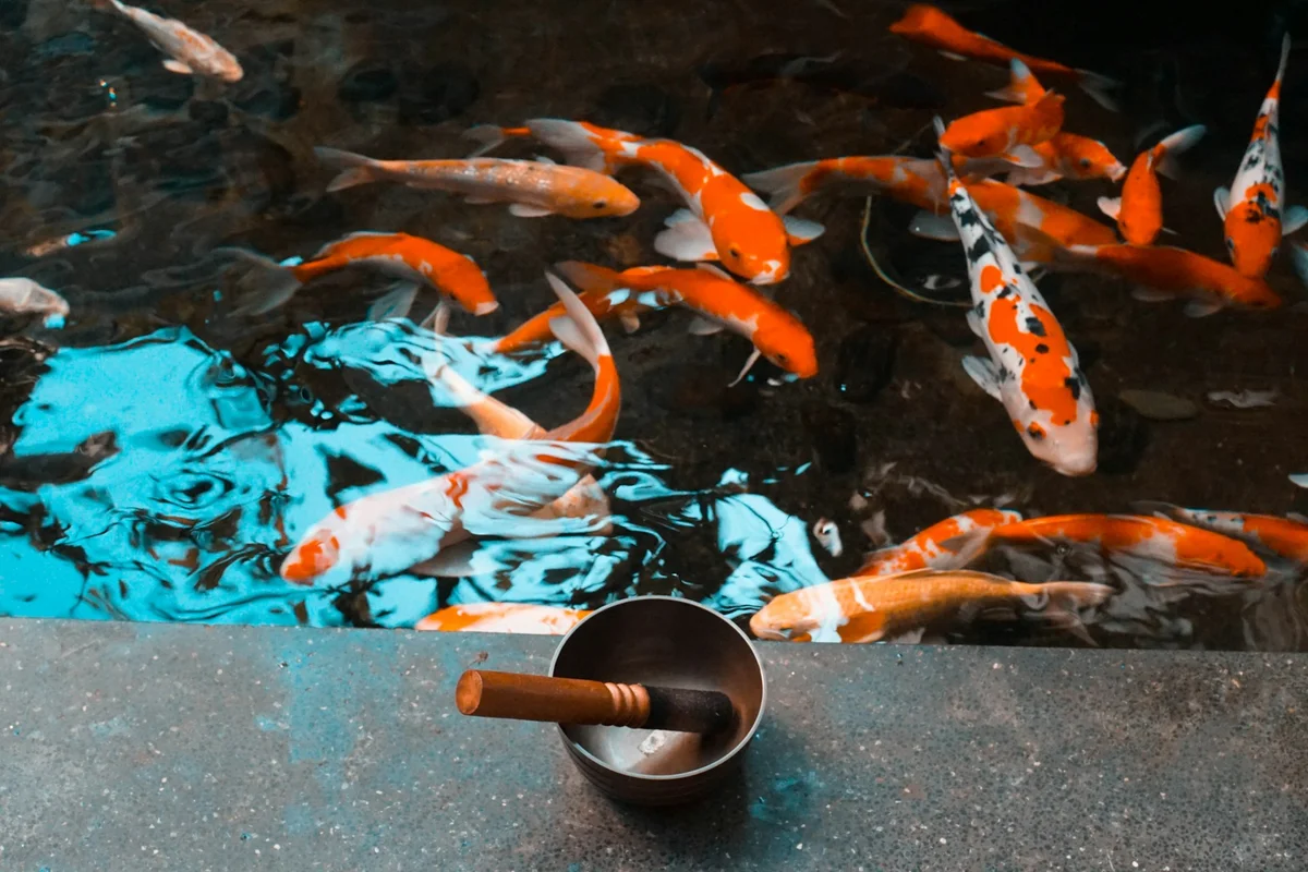 Koi fish swim in a pond with a blue reflection. A singing bowl and mallet rest on a gray ledge, creating a calm atmosphere.