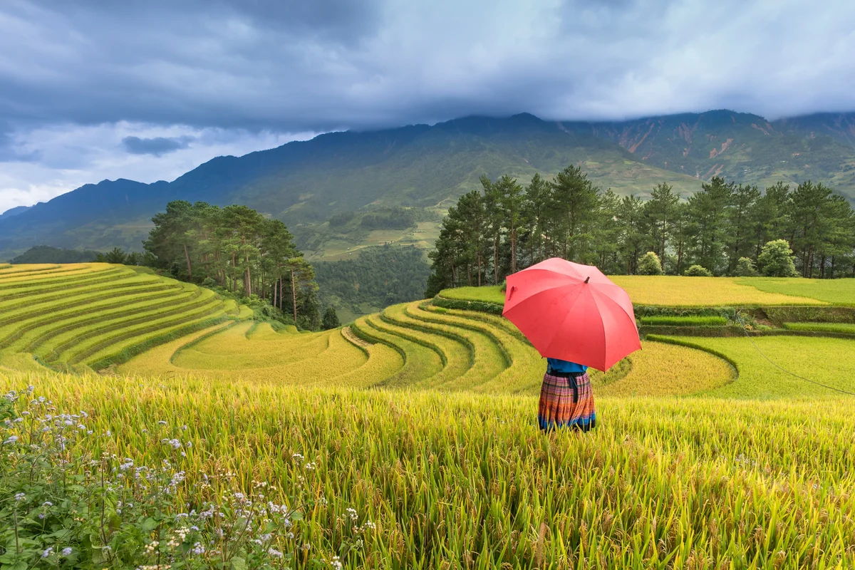 Golden rice fields in Sapa