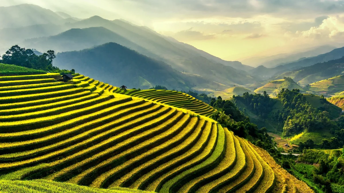 Golden terraced rice fields stretch across rolling hills under a sunlit sky, creating an idyllic and serene landscape view.
