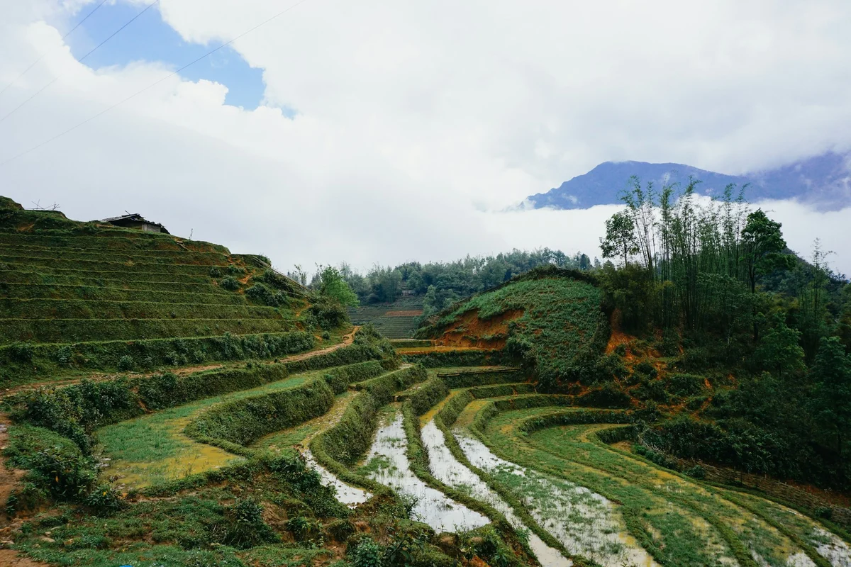Rice paddy with water and blue sky